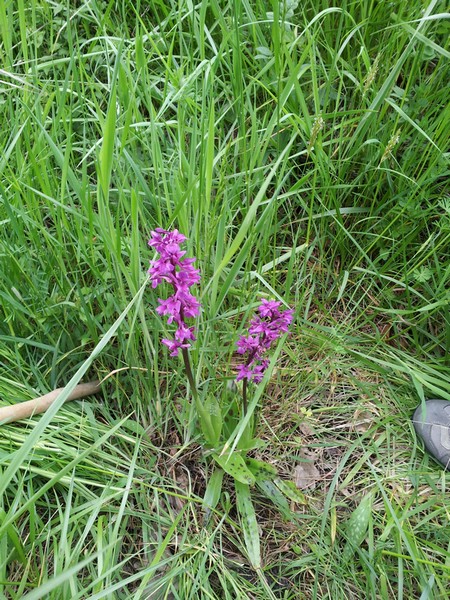 marcheurs/marche-orchidee-1-clion-mai-2013-1.jpg