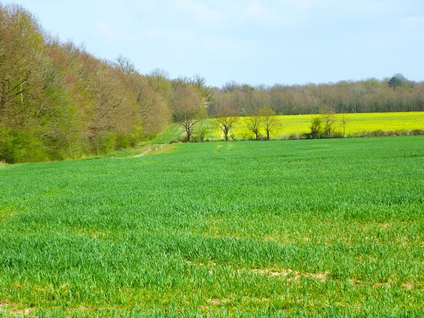 saisons/printemps-2013-rte-de-charnizayla-folie.JPG