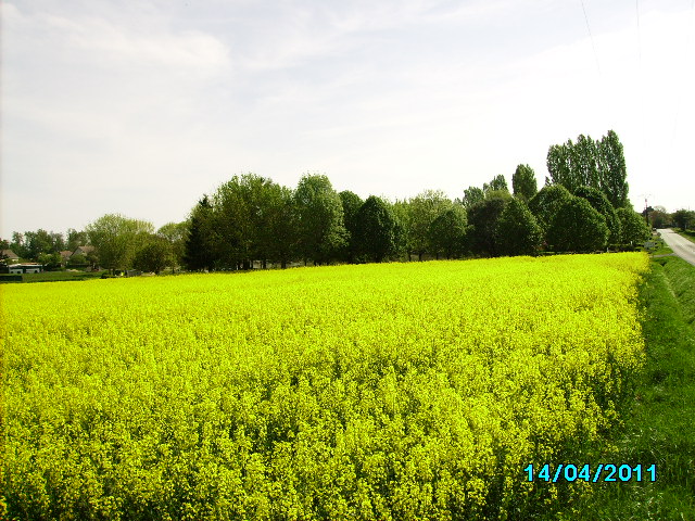 saisons/printemps-colza.JPG